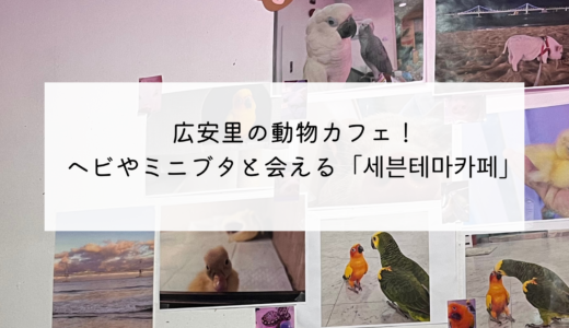 広安里の爬虫類カフェ！小動物と触れ合うことができる「세븐테마카페（セブンテーマカフェ）」